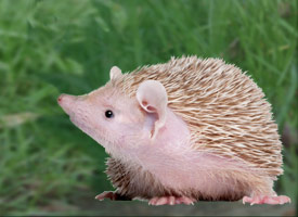 tenrec