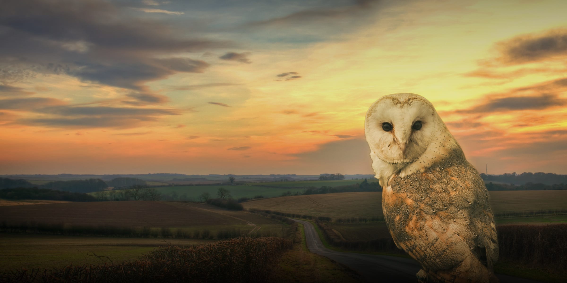 owl sits on fence at sunset